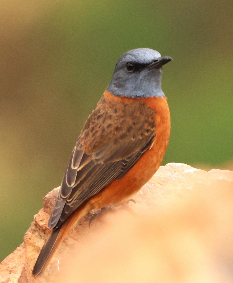 Cape Rock-Thrush - ML642377139