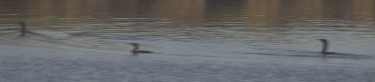 Great Cormorant - ML642377144