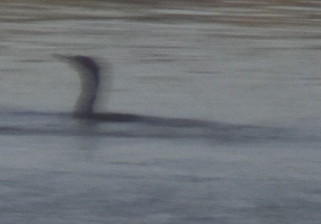 Great Cormorant - ML642377145