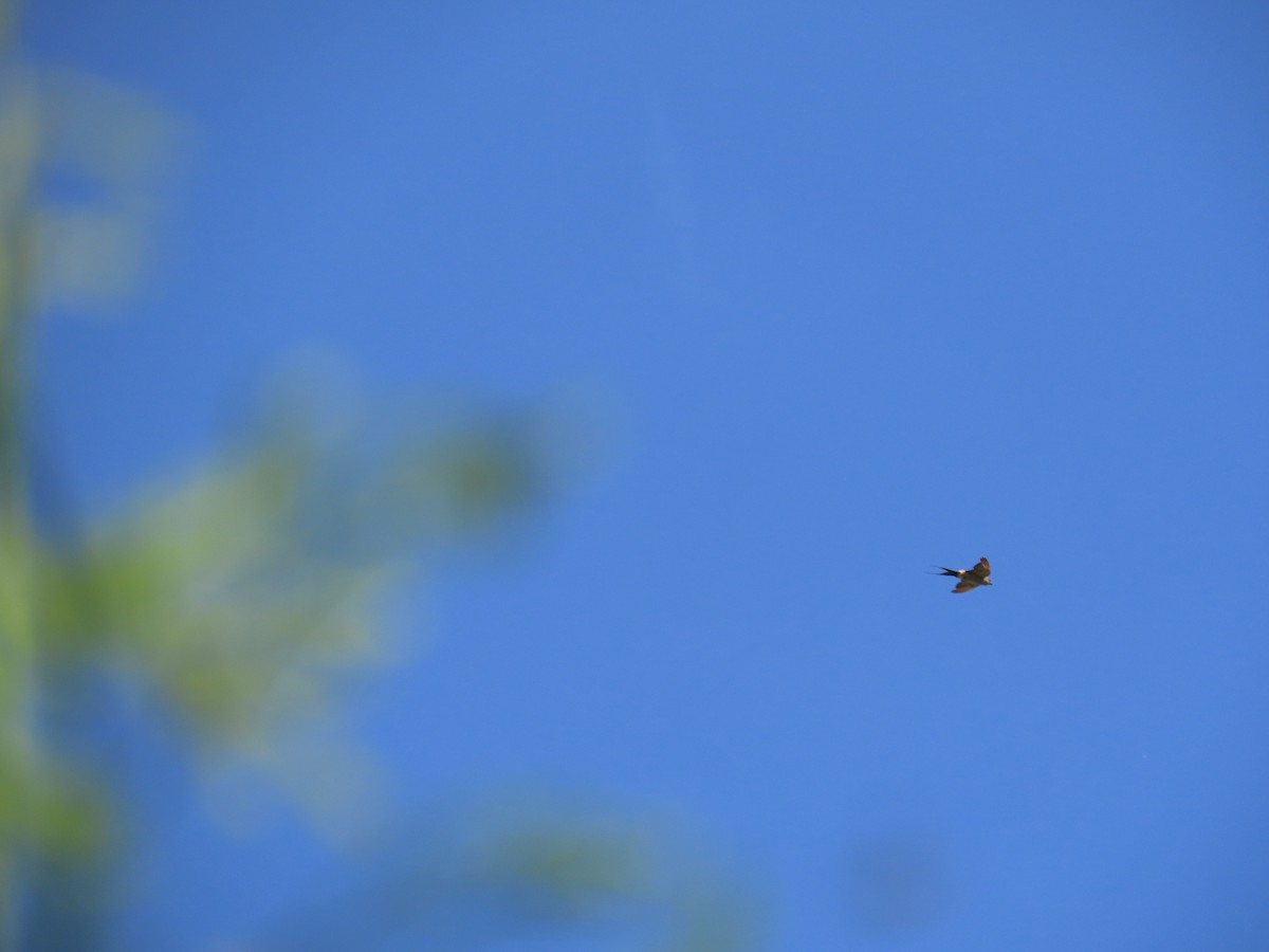 Eastern Red-rumped Swallow (Striated) - ML642377147