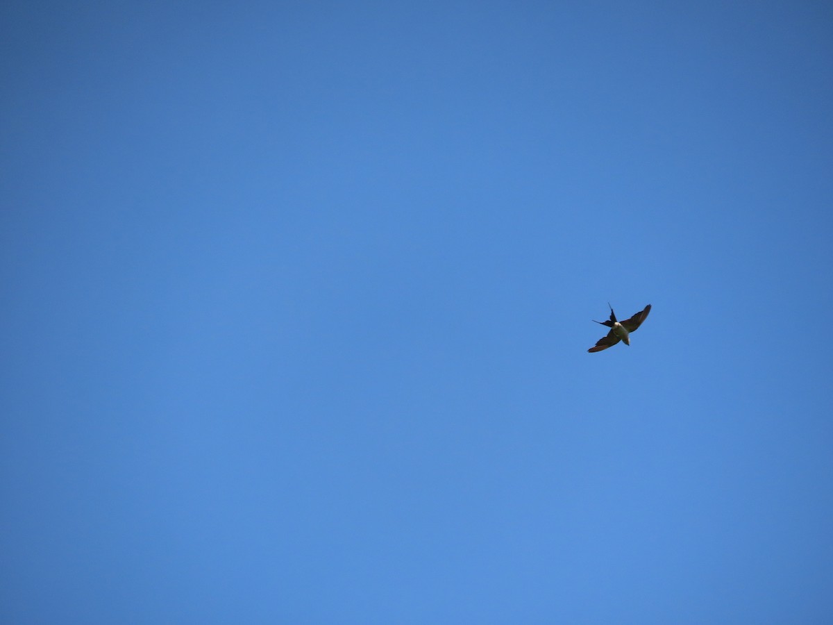 Eastern Red-rumped Swallow (Striated) - ML642377148