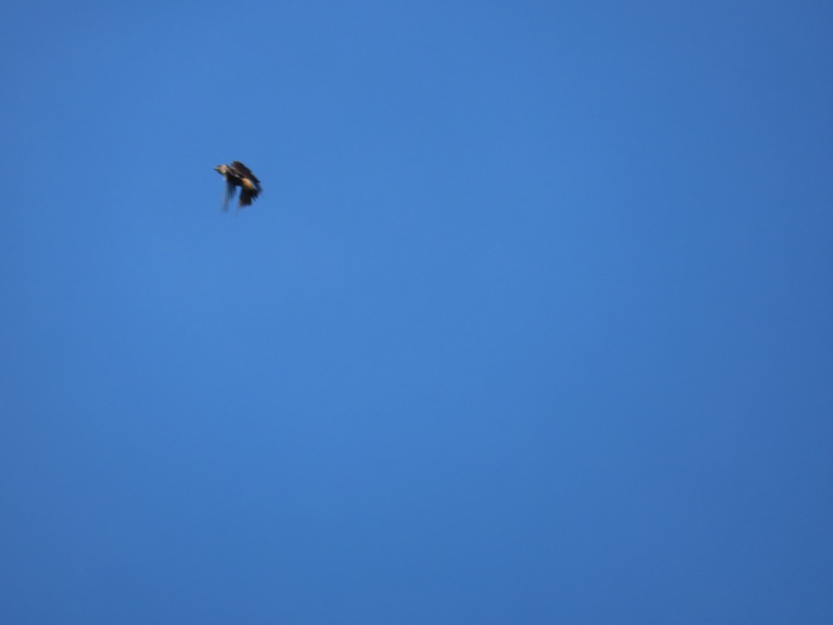 Eastern Red-rumped Swallow (Striated) - ML642377149