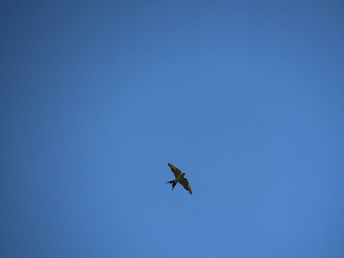 Eastern Red-rumped Swallow (Striated) - ML642377150