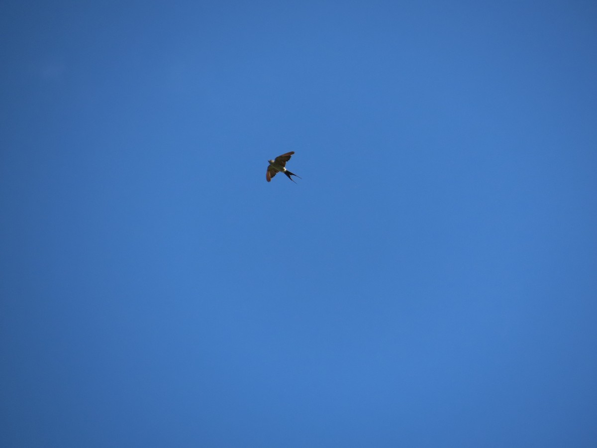 Eastern Red-rumped Swallow (Striated) - ML642377151