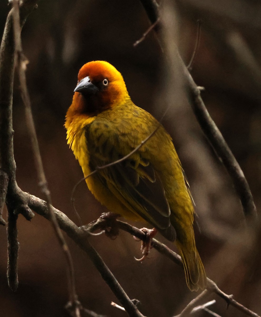Cape Weaver - ML642377152