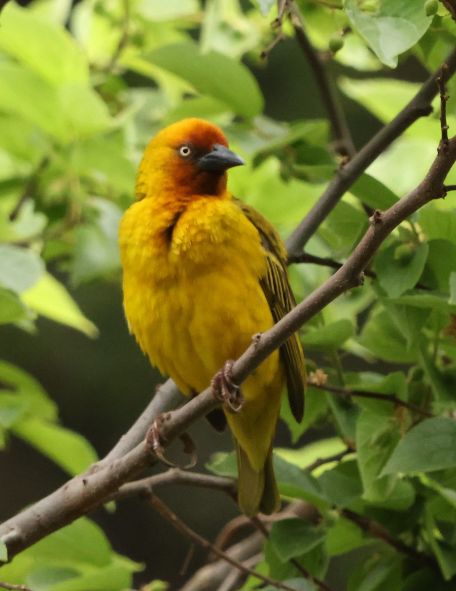 Cape Weaver - ML642377153
