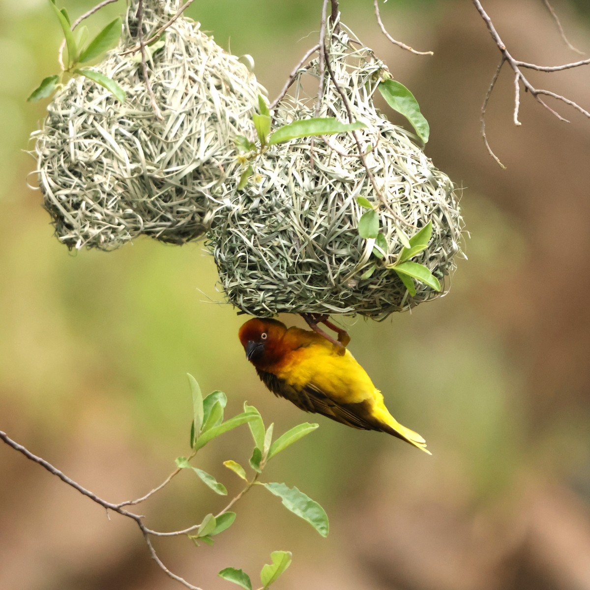 Cape Weaver - ML642377154