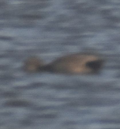 Gadwall - ML642377156