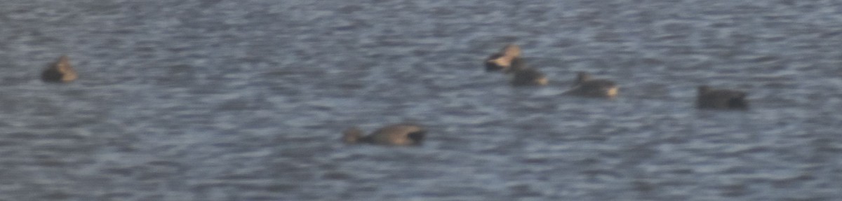 Gadwall - ML642377157