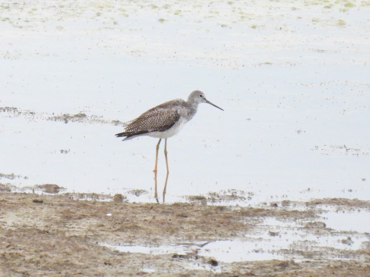 Greater Yellowlegs - ML642377162