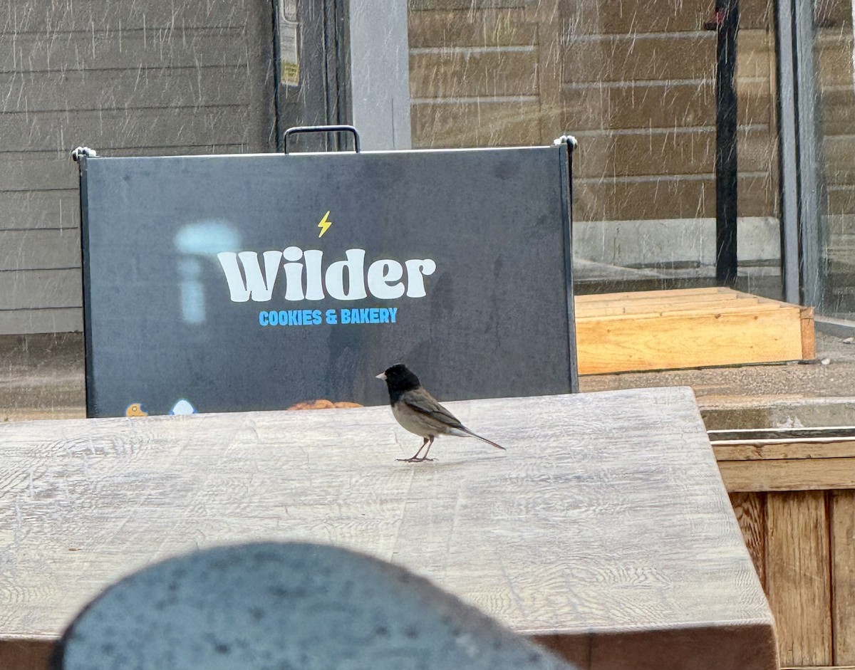 Dark-eyed Junco (Oregon) - ML642377163