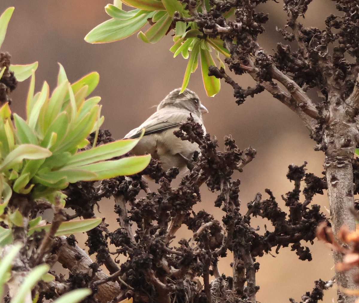 Streaky-headed Seedeater - ML642377166