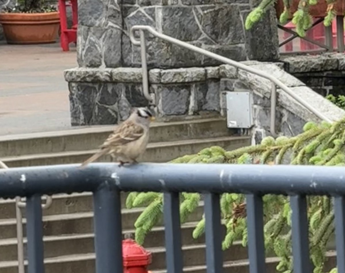 White-crowned Sparrow - ML642377167