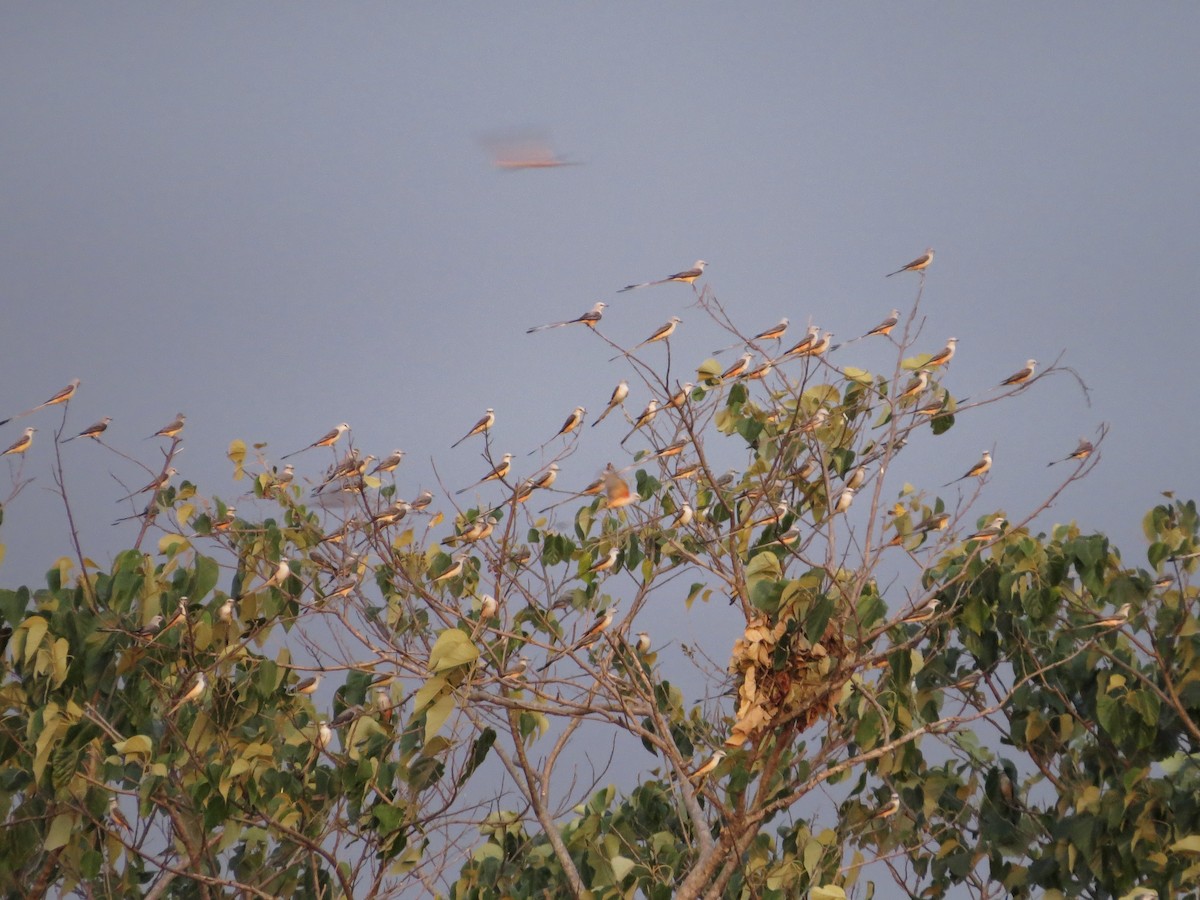 Scissor-tailed Flycatcher - ML642377183