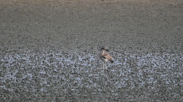Great Thick-knee - ML642377185