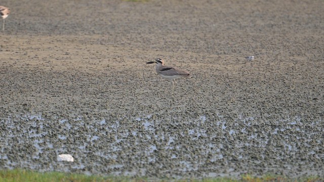 Great Thick-knee - ML642377190