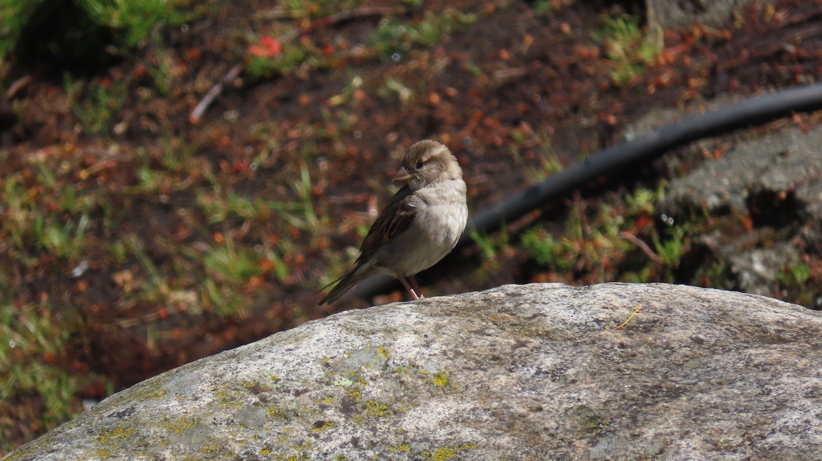 House Sparrow - ML642377203