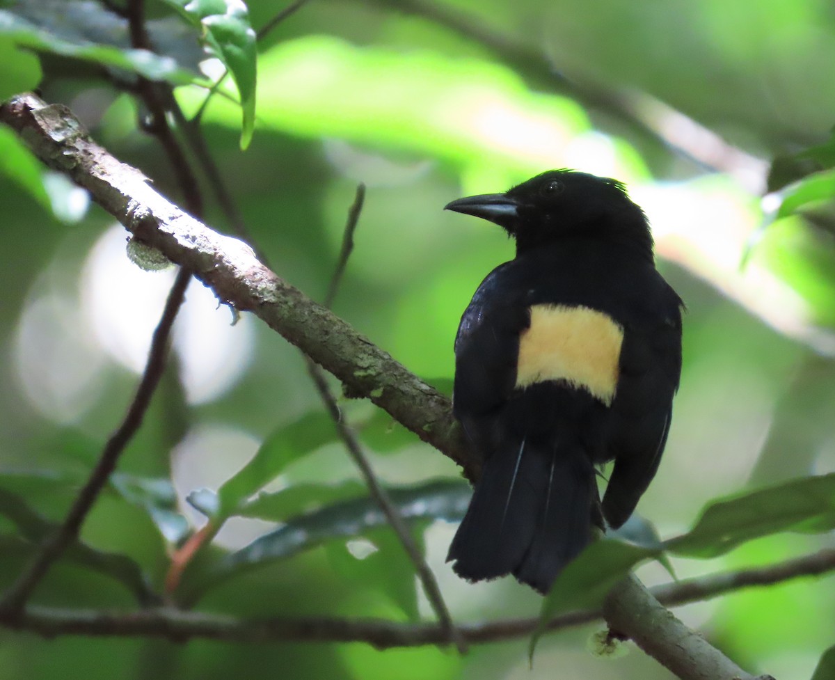 Fulvous-crested Tanager - ML642377205