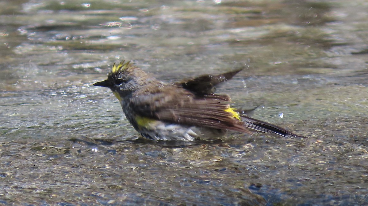Yellow-rumped Warbler (Audubon's) - ML642377208