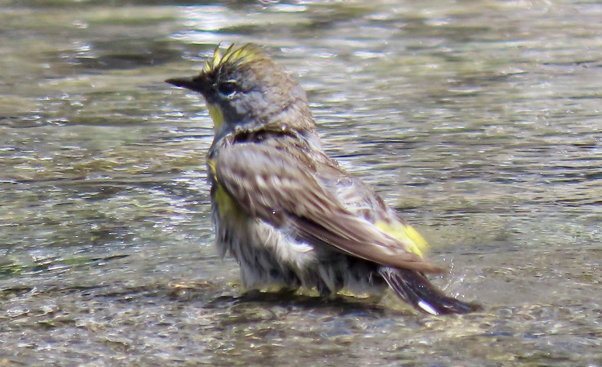 Yellow-rumped Warbler (Audubon's) - ML642377212