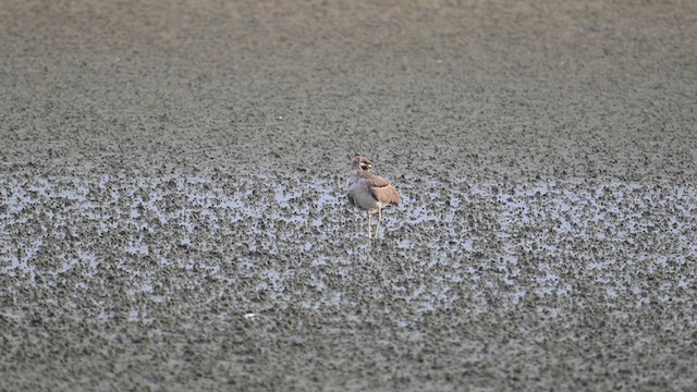 Great Thick-knee - ML642377224