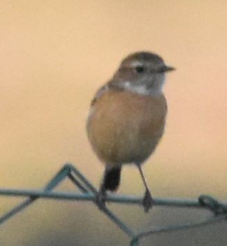 European Stonechat - ML642377225