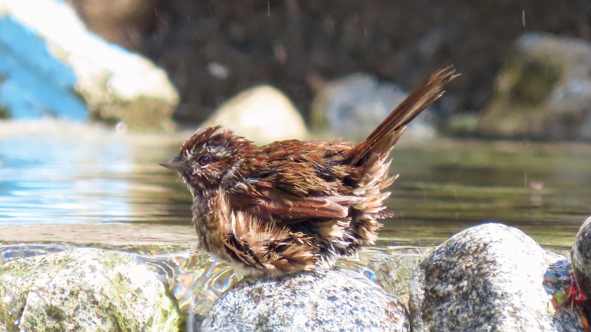 Song Sparrow - ML642377227