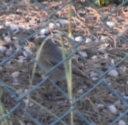 Black Redstart - ML642377229