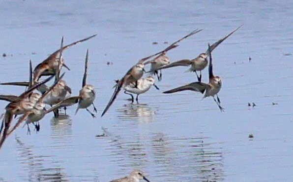 Spoon-billed Sandpiper - ML642377259