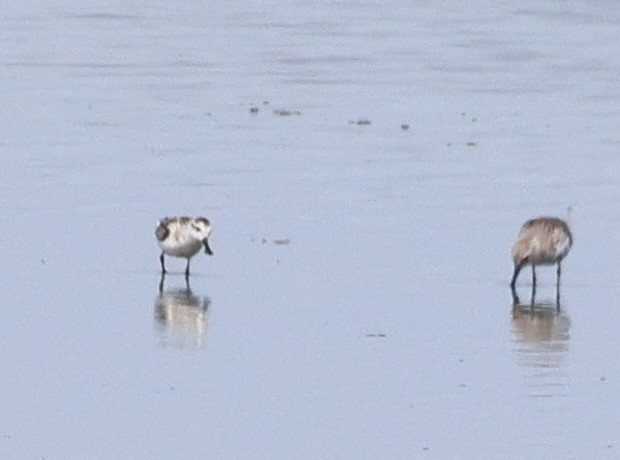 Spoon-billed Sandpiper - ML642377260