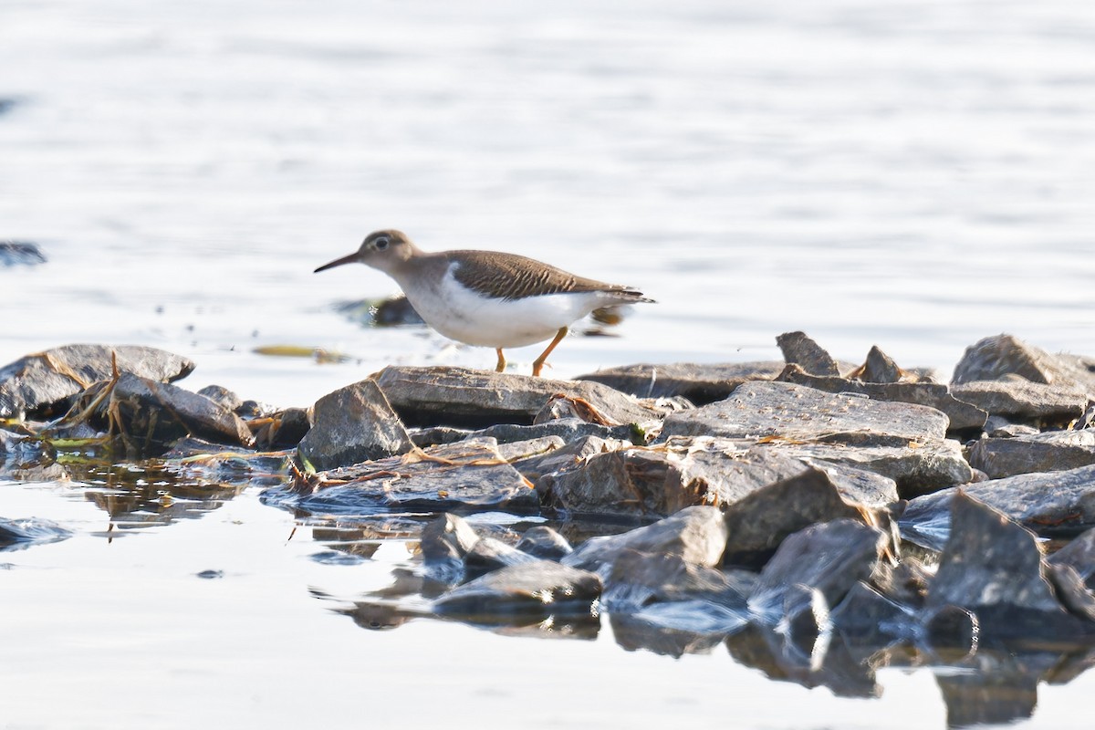 Spotted Sandpiper - ML642377268