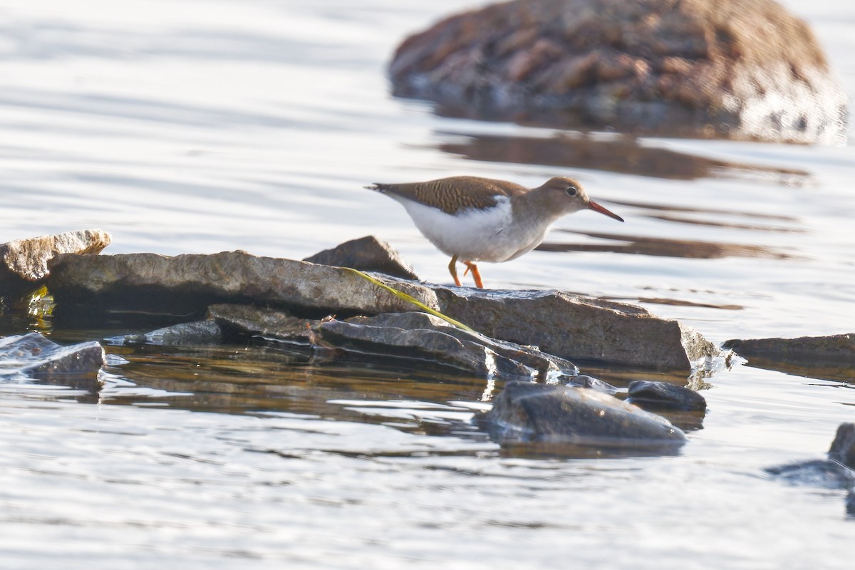Spotted Sandpiper - ML642377269