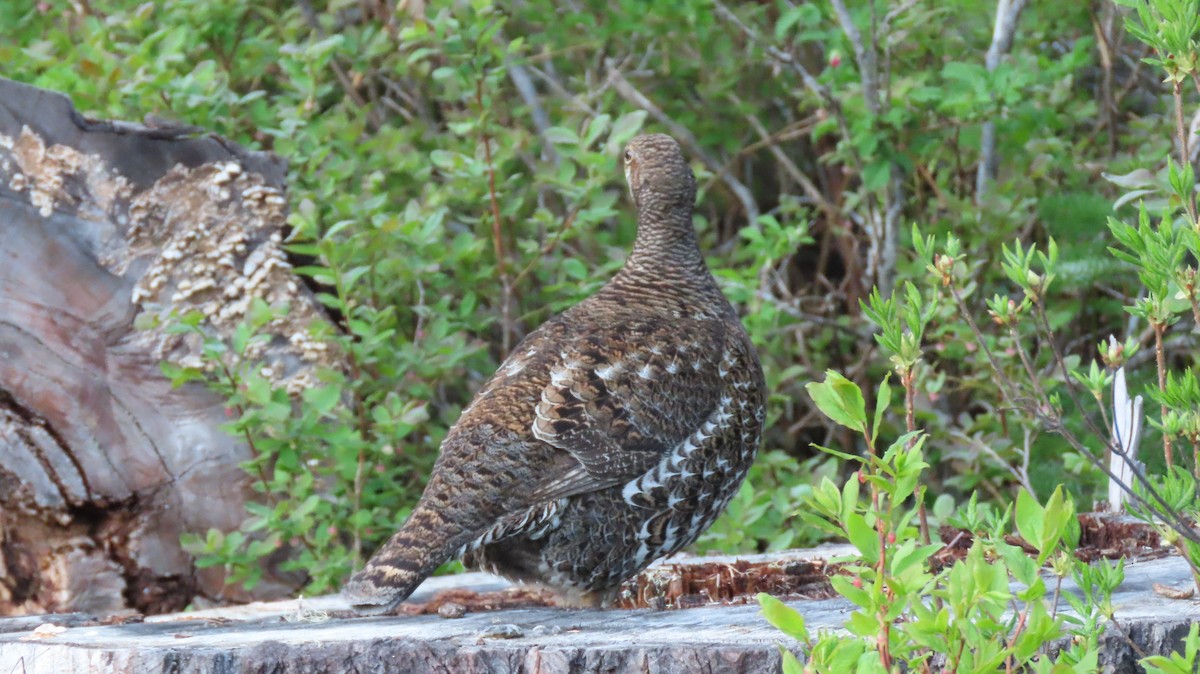Sooty Grouse - ML642377273