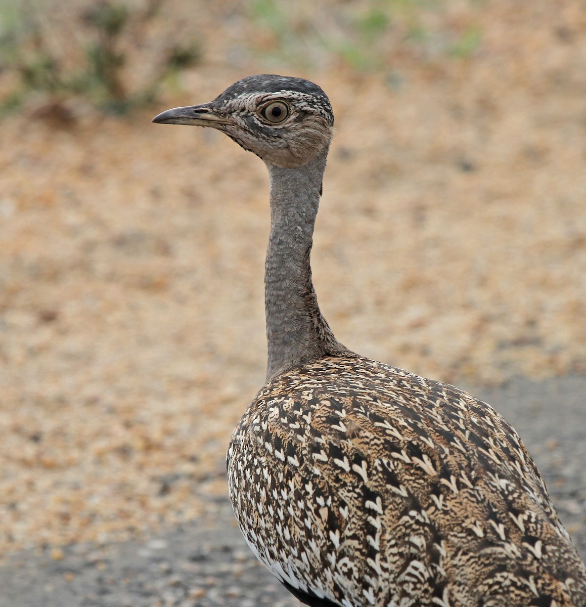 Red-crested Bustard - ML642377277