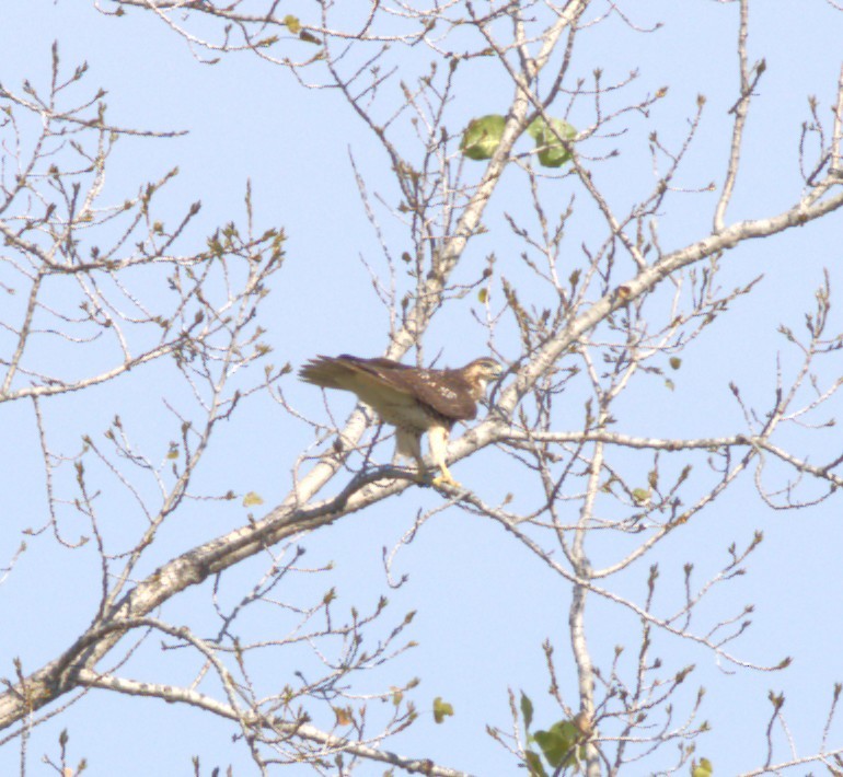 Red-tailed Hawk - ML642377299