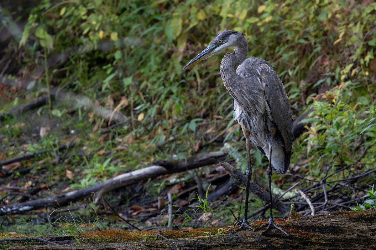 Great Blue Heron (Great Blue) - ML642377307