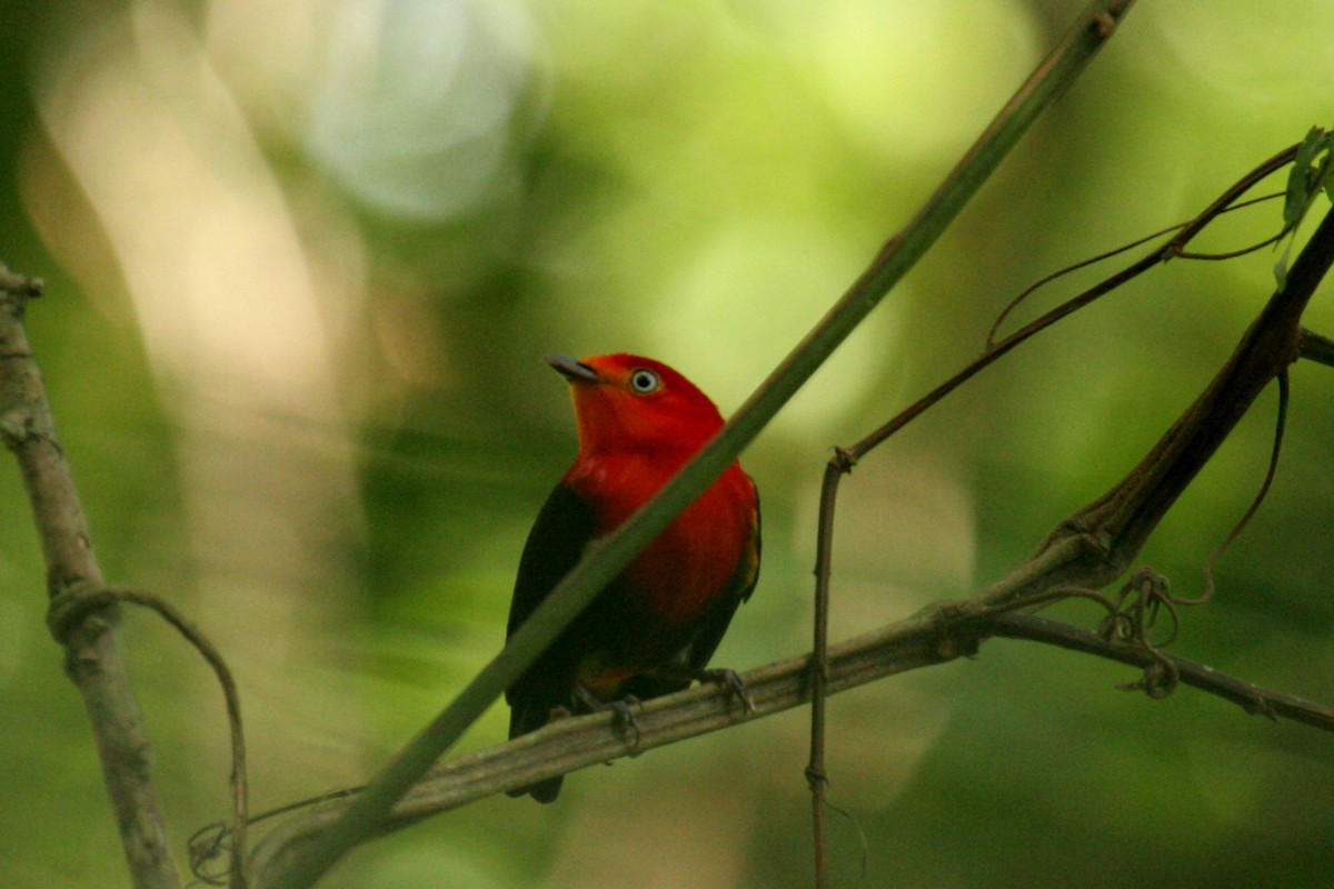 Crimson-hooded Manakin - ML642377321