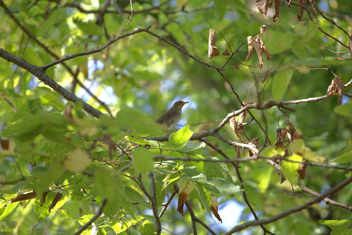 Swainson's Thrush - ML642377326