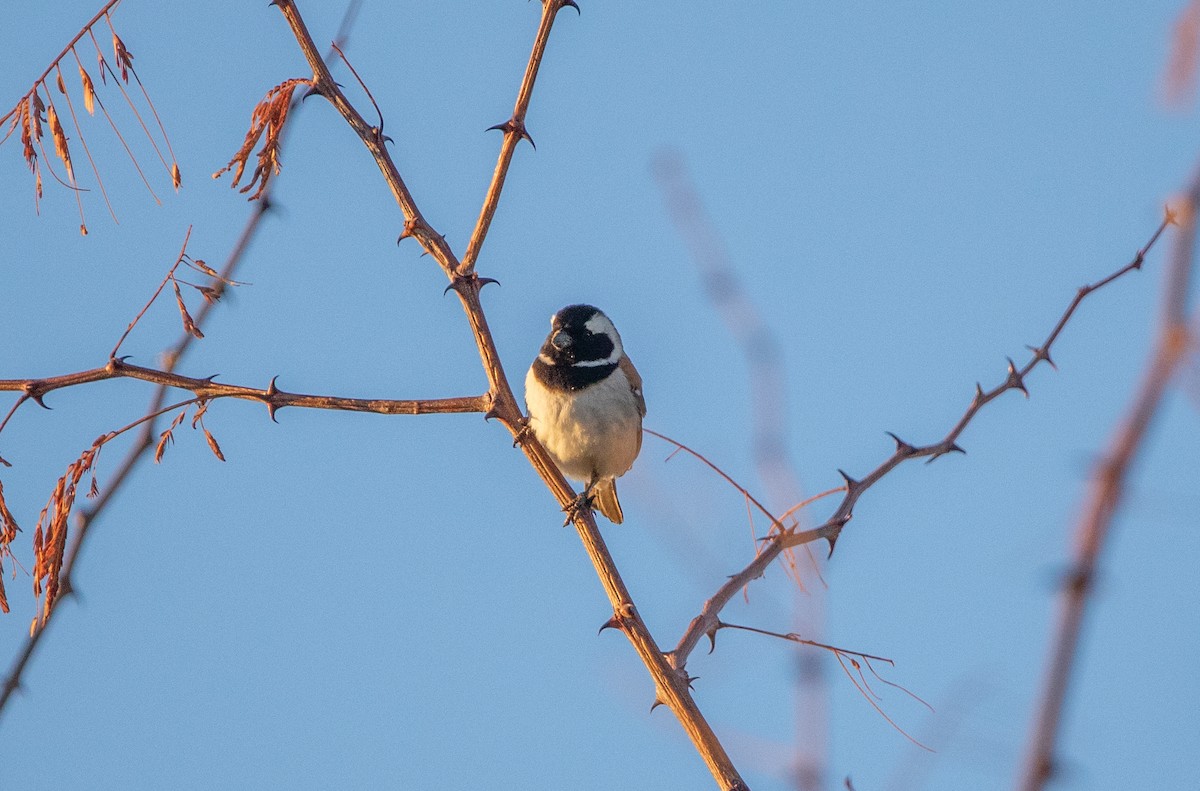 Moineau mélanure - ML642377340