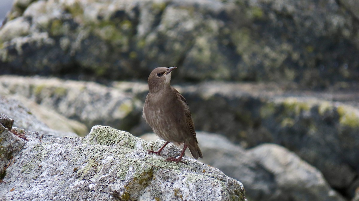 European Starling - ML642377342