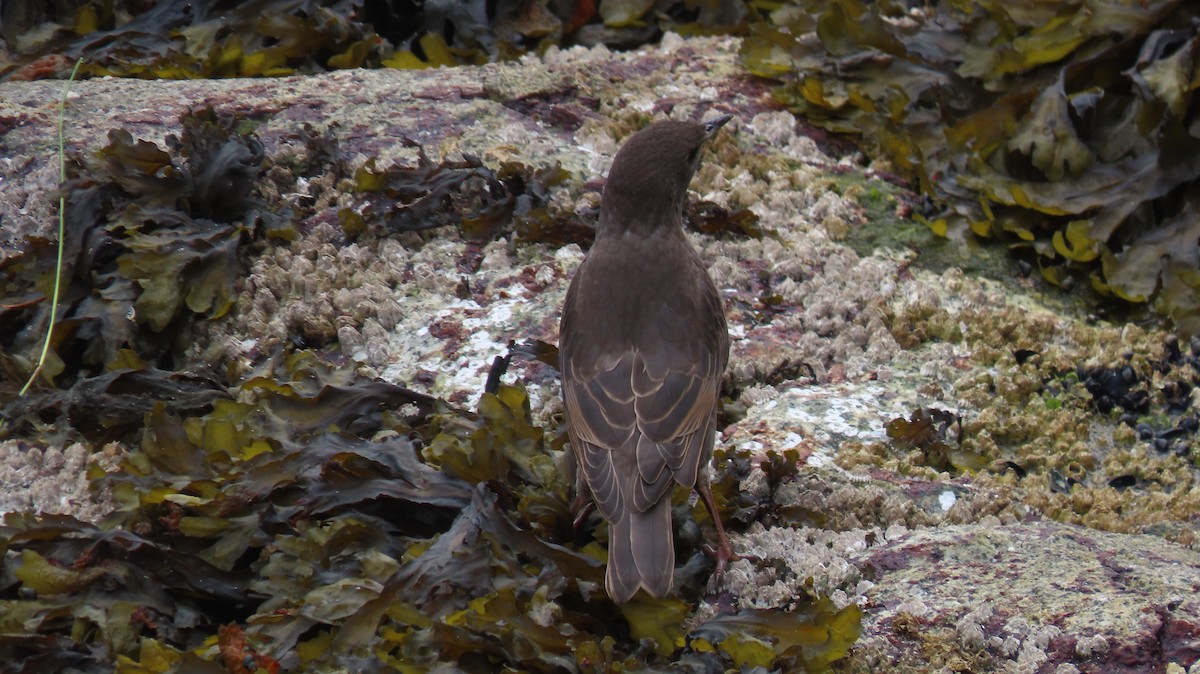 European Starling - ML642377346