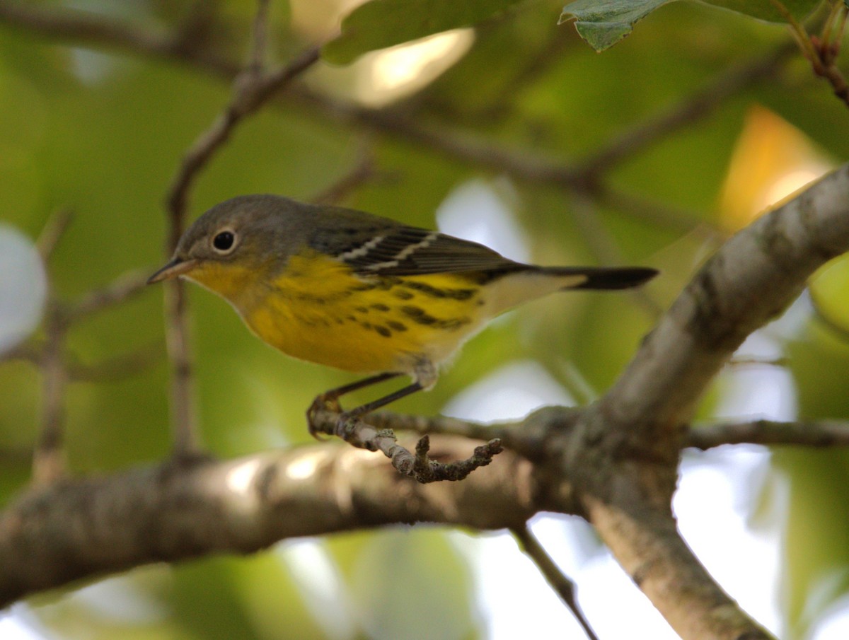 Magnolia Warbler - ML642377354