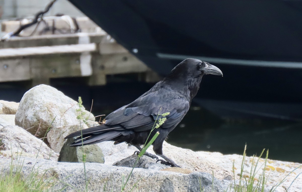 Common Raven - ML642377378