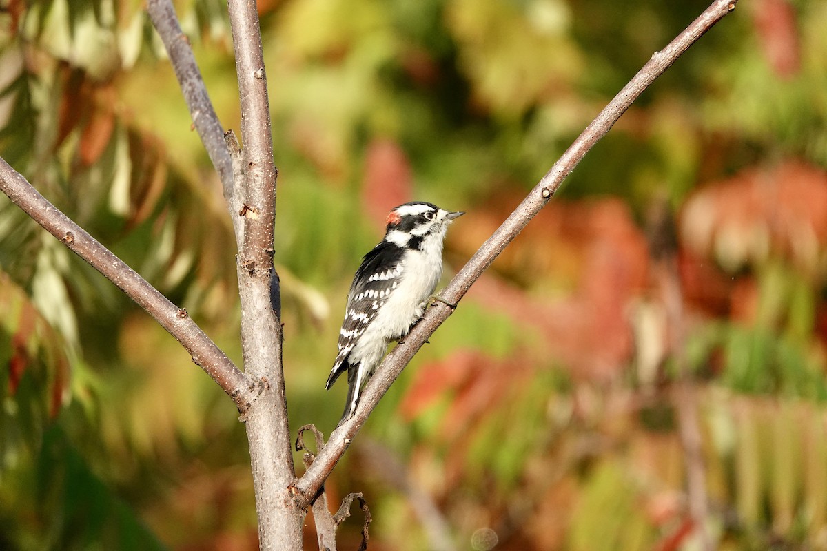 Downy Woodpecker - ML642377387