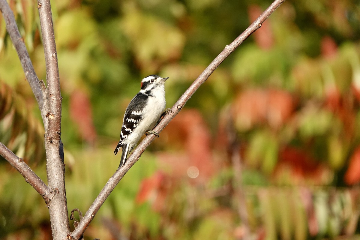 Downy Woodpecker - ML642377388