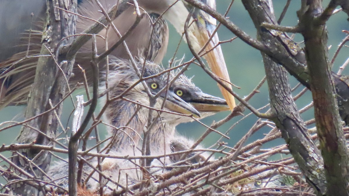 Great Blue Heron - ML642377395