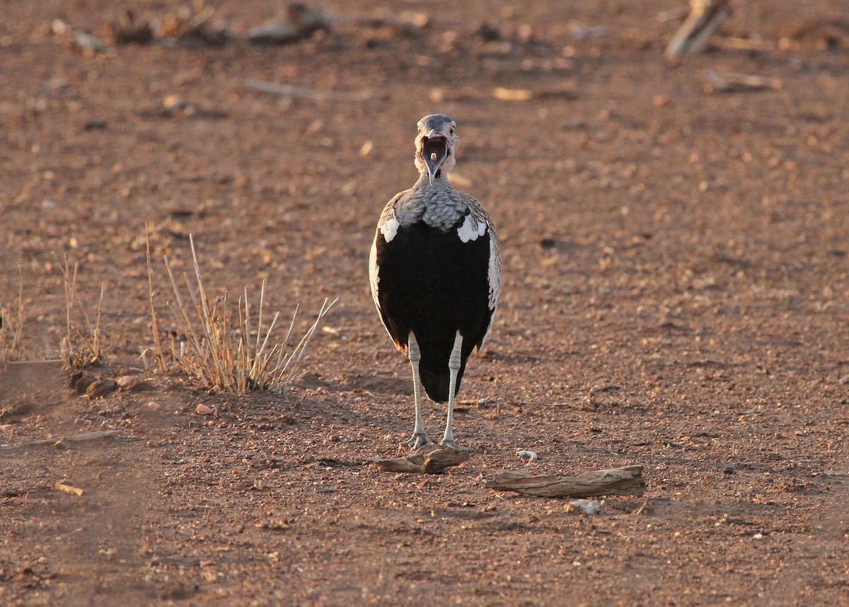 Red-crested Bustard - ML642377404