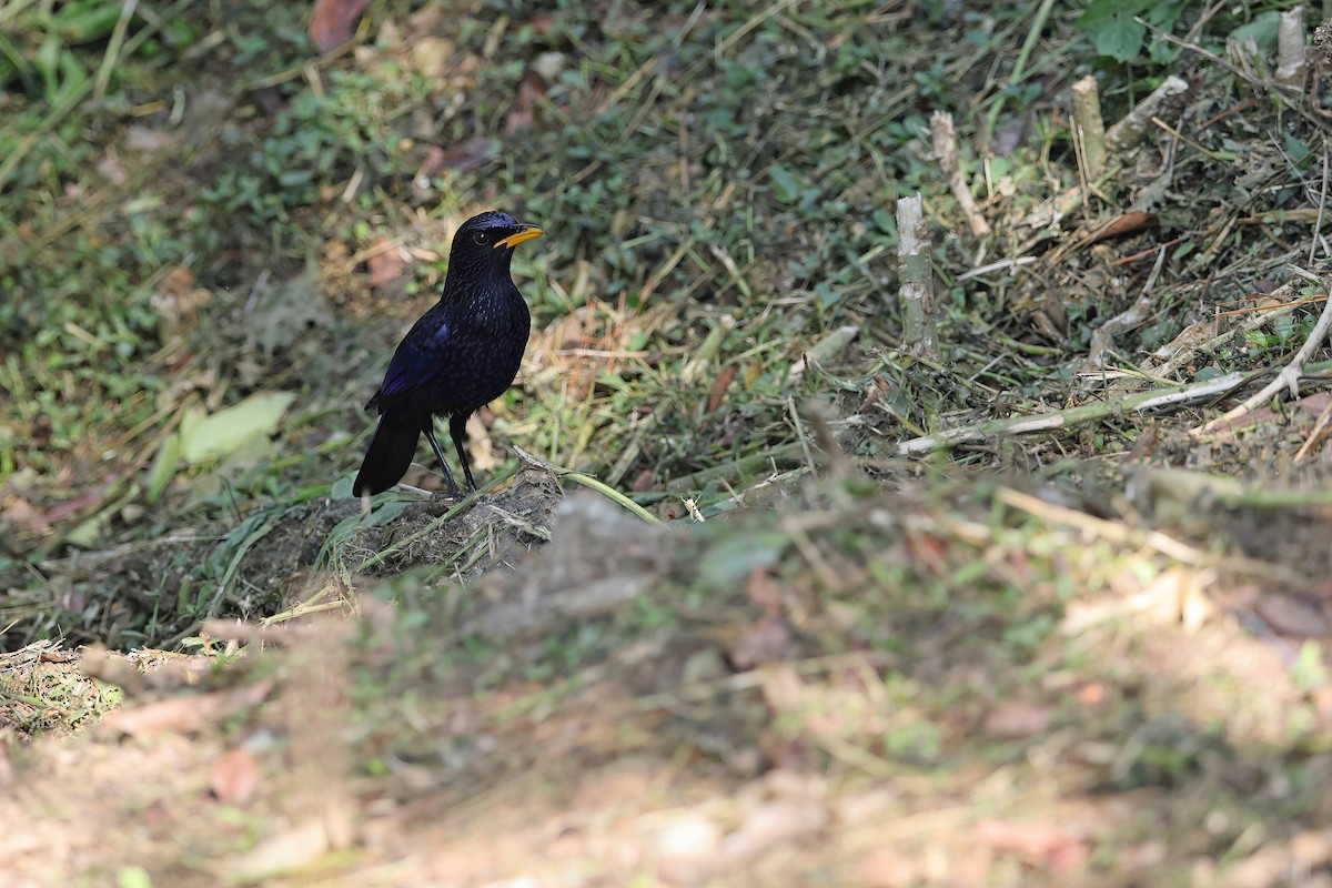 Blue Whistling-Thrush (Yellow-billed) - ML642377406