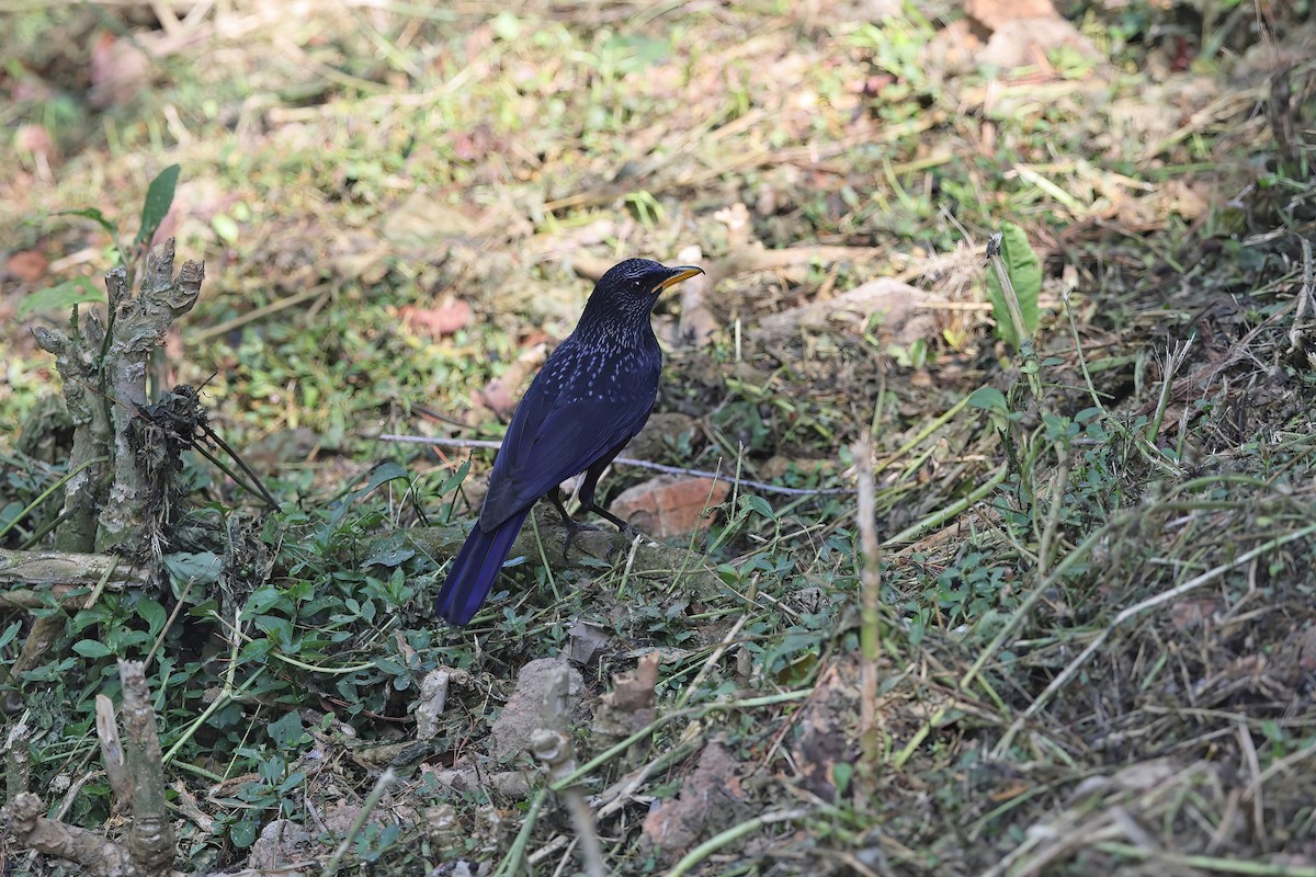 Blue Whistling-Thrush (Yellow-billed) - ML642377407
