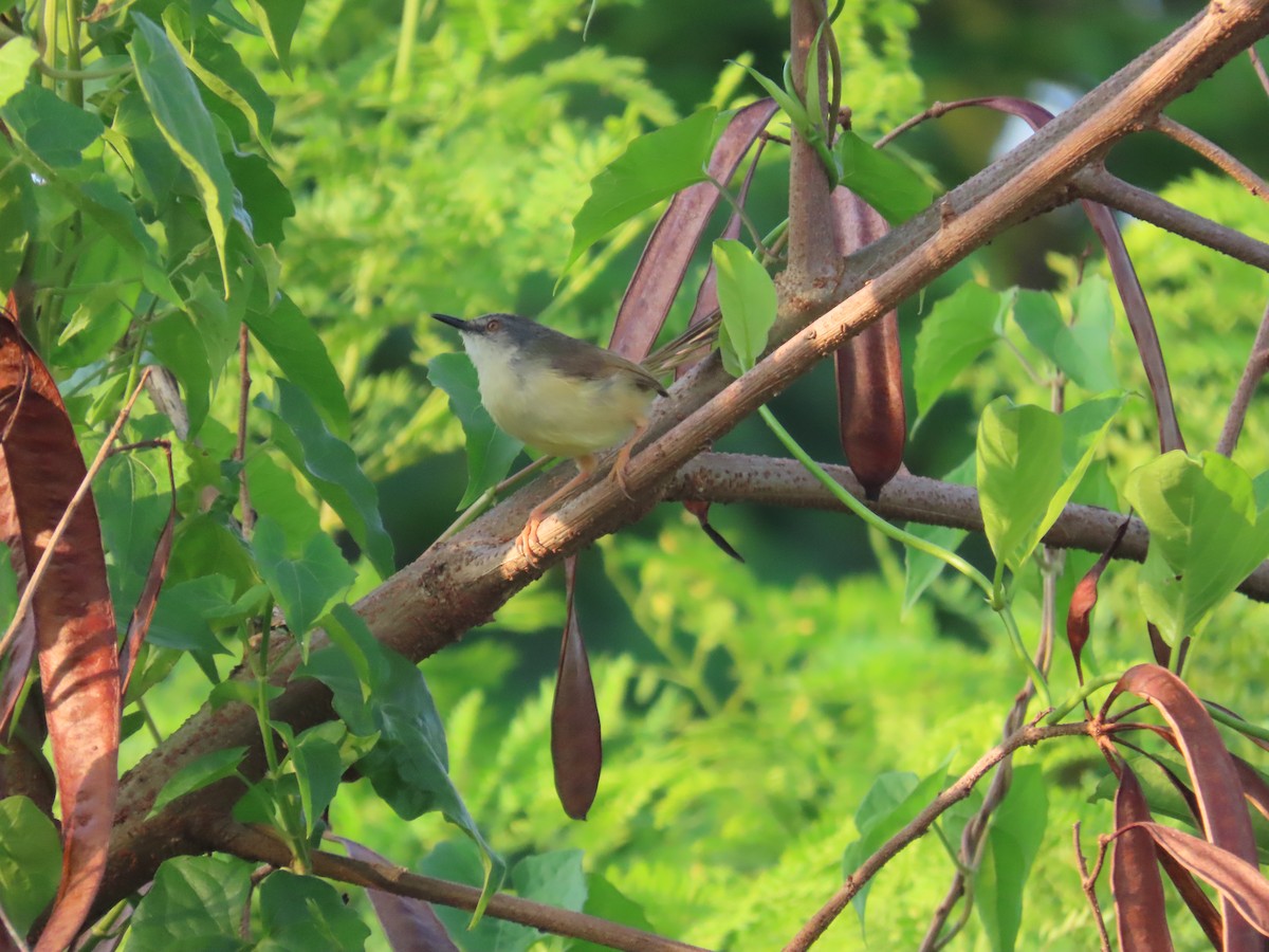 Yellow-bellied Prinia - ML642377412